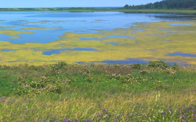 One Door Closes, Many More Open